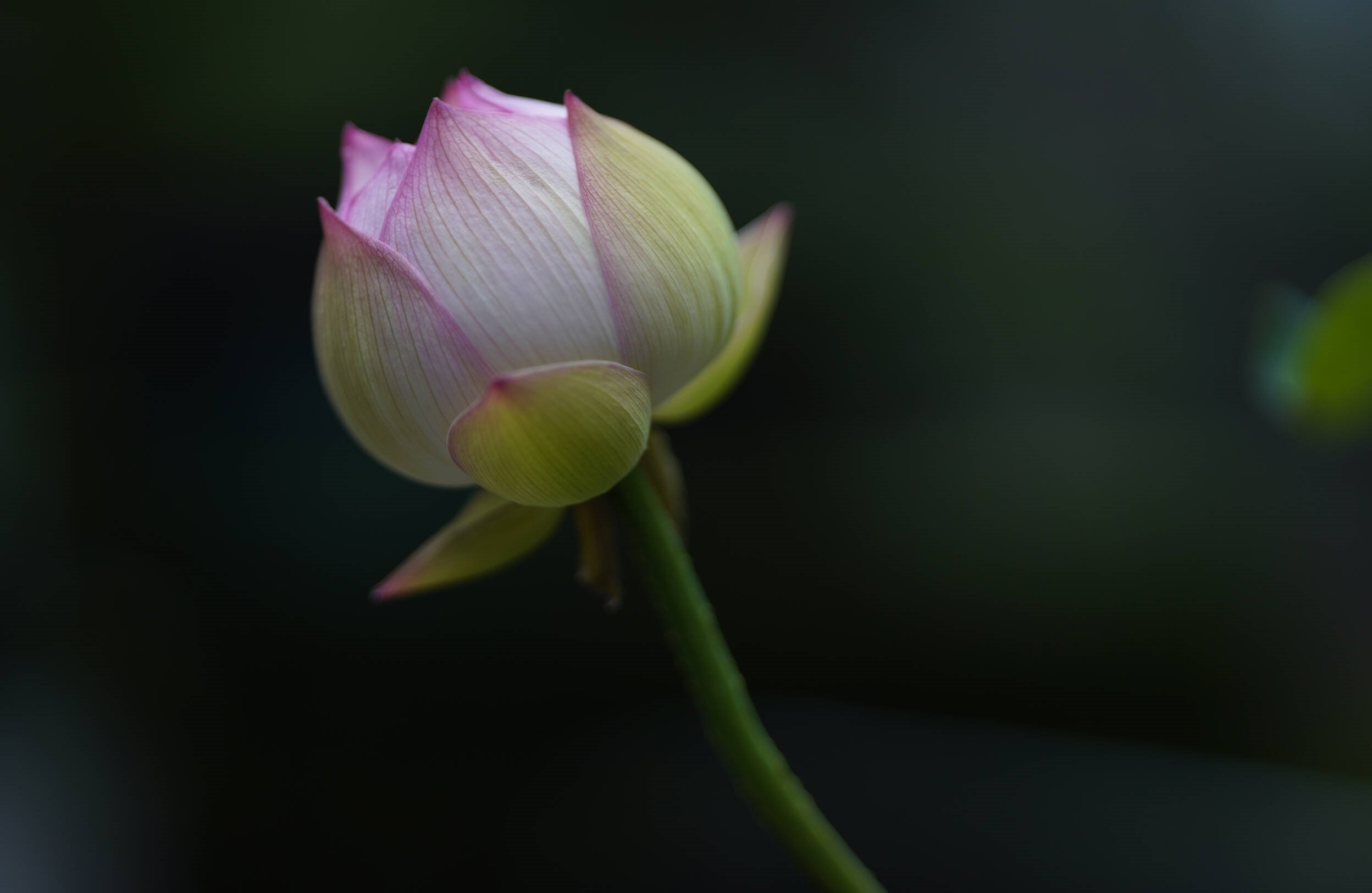 Ảnh chụp bằng ống kính Sigma 85mm f/1.4 DG DN