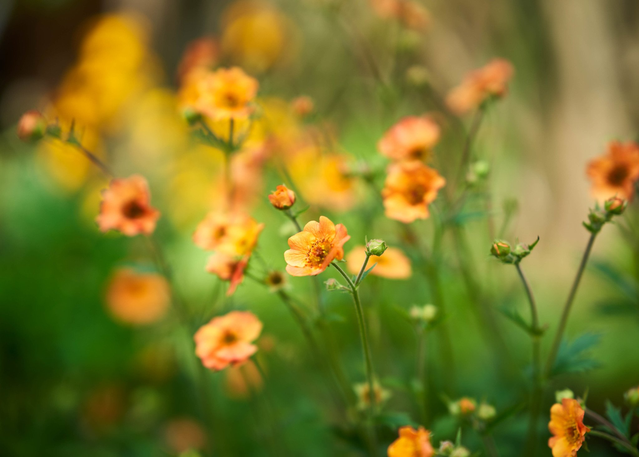 Ảnh thực tế từ sony fe 85mm f1.4 GM tiêu cự 85mm f/1.6 1/1250 ISO 100