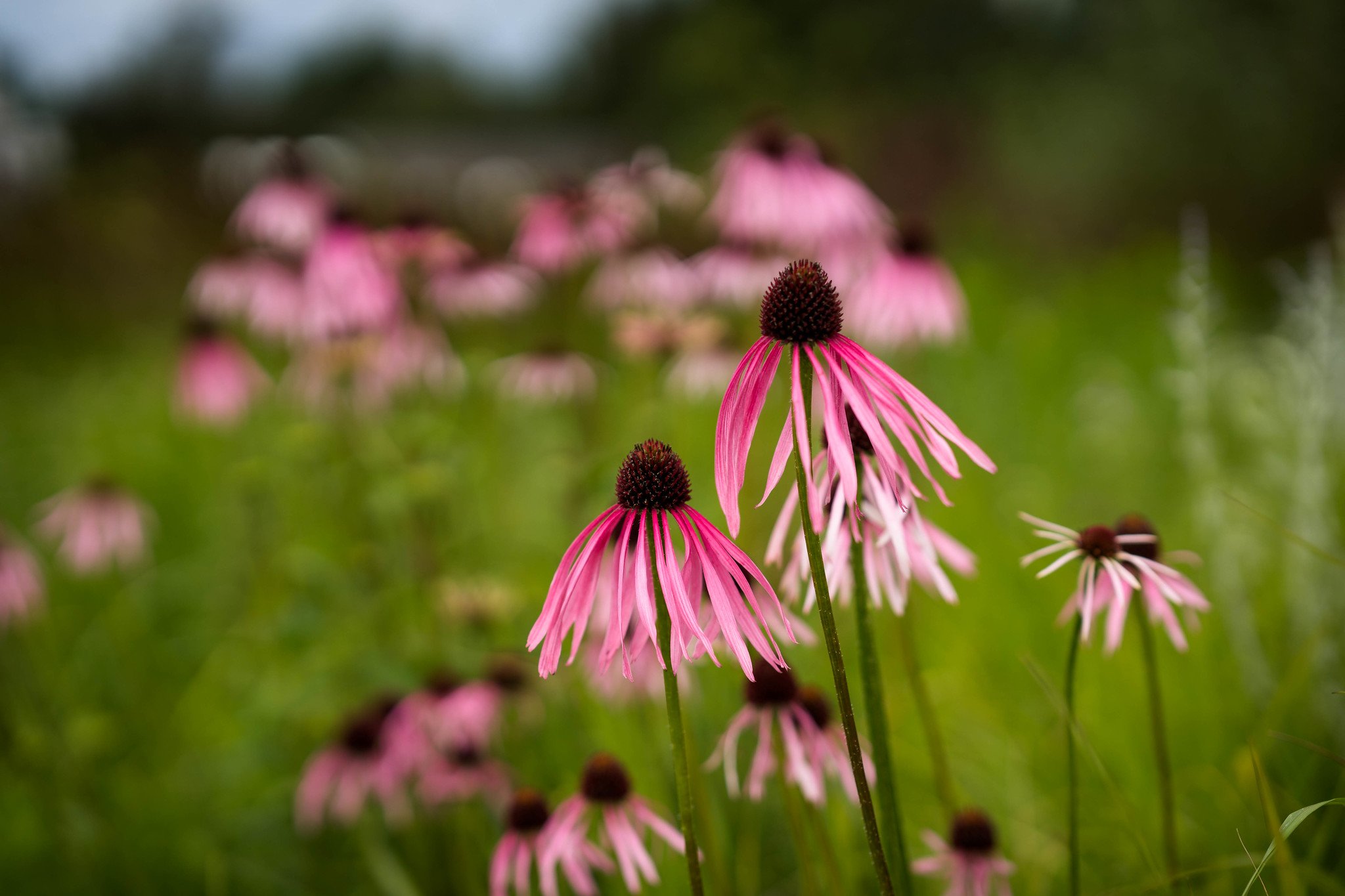 Ảnh thực tế từ sony fe 85mm f1.4 GM tiêu cự 85mm f/2 1/2500 ISO 100