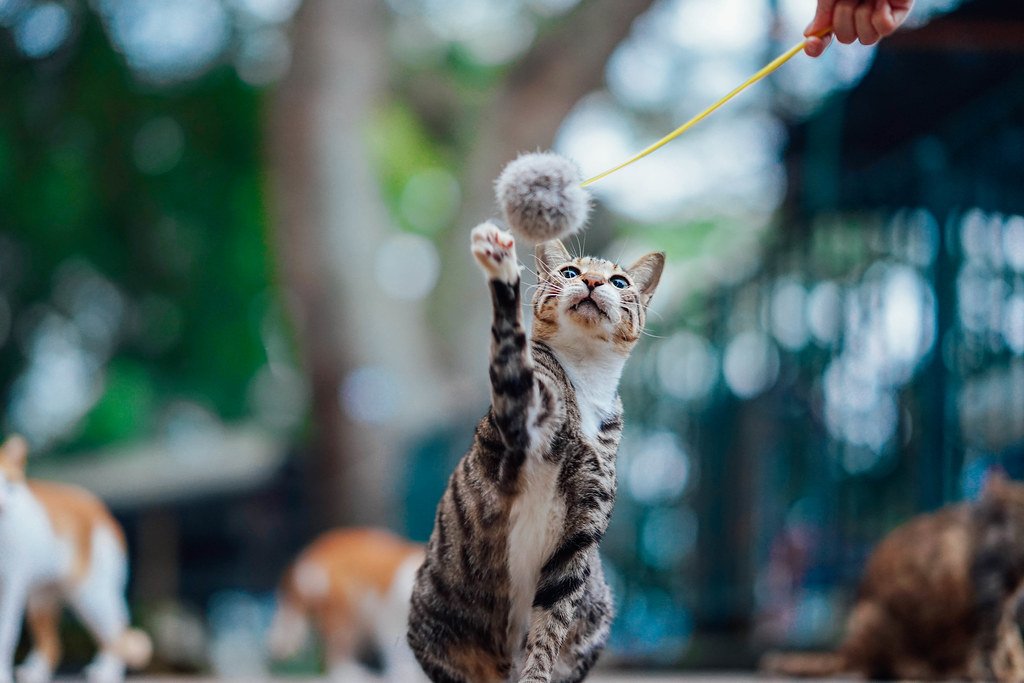 Ảnh thực tế từ sony fe 85mm f1.4 gm tiêu cự 85mm f/1.4 1/100 ISO 500