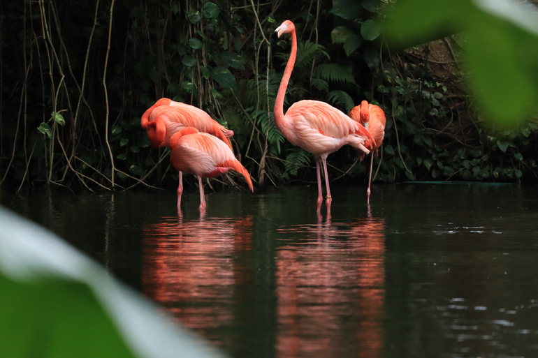 Máy ảnh tích hợp nhiều tính năng sáng tạo