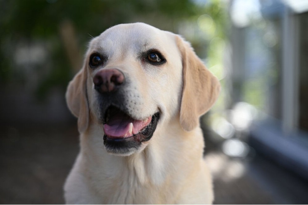 Nikon Z 28-75mm f/2.8 tạo hiệu ứng bokeh đẹp