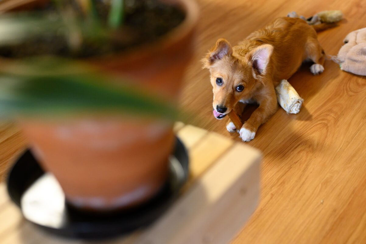 ANH KHOA CAMERA RENTAL