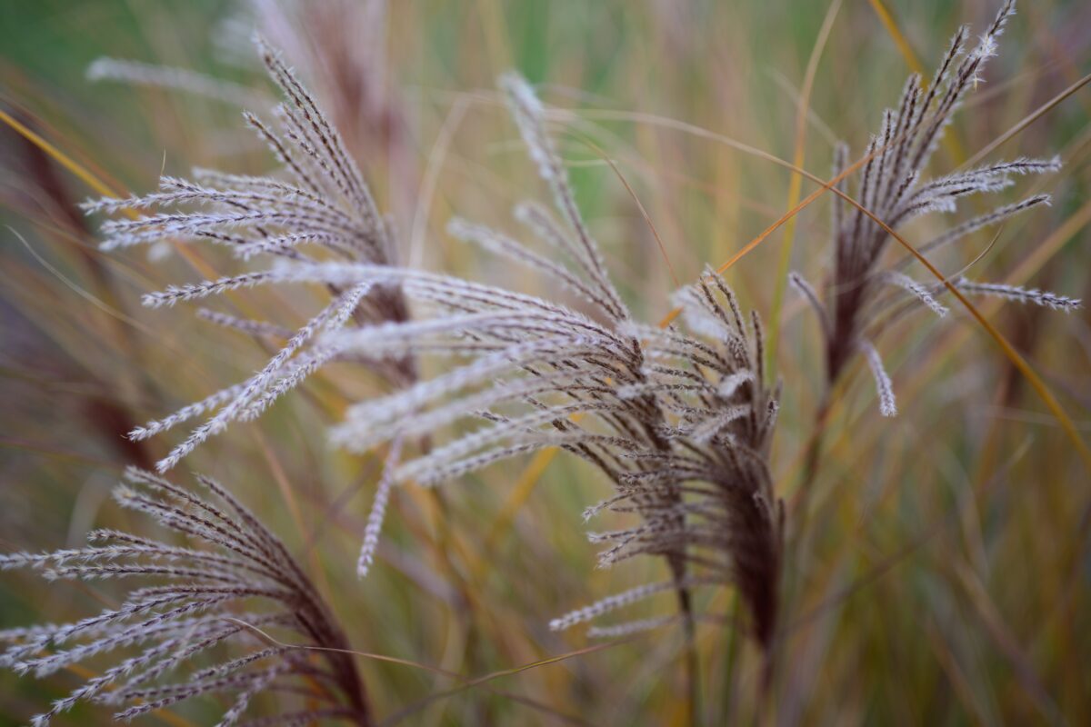 ANH KHOA CAMERA RENTAL