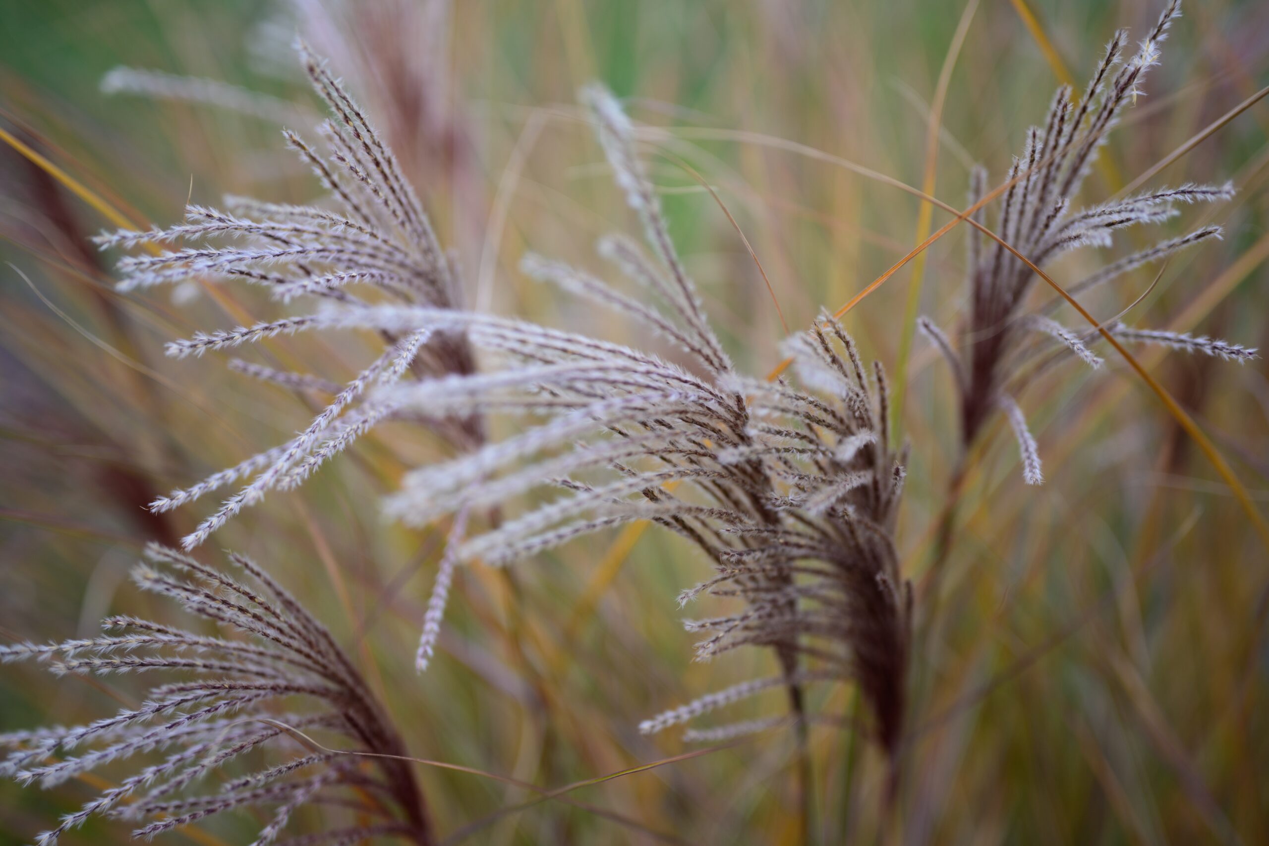 Nikon Z 50mm f/1.8 S - ảnh chụp thực tế 1