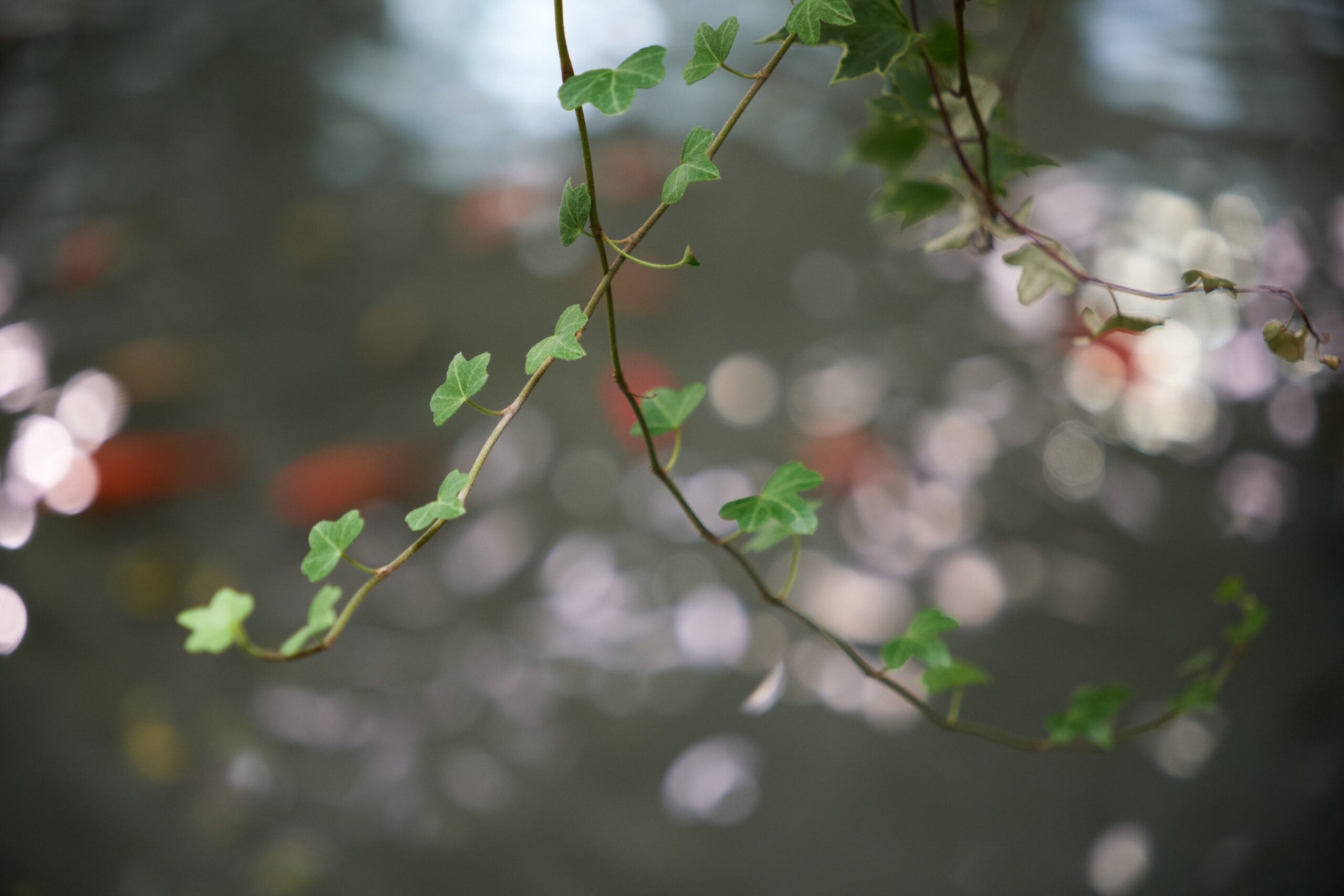 ảnh bokeh chụp từ Sigma 18-50mm f/2.8 DC DN (C)